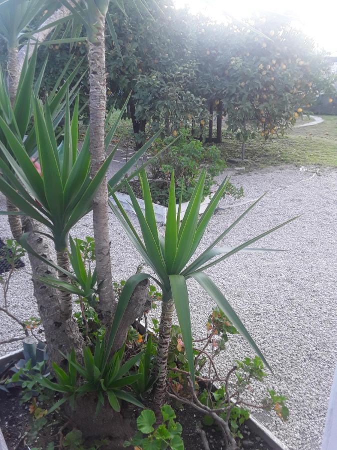 Garden Green Da Virna Torre Annunziata Eksteriør billede